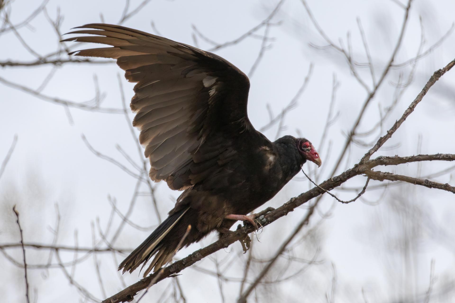 urubu-a-tete-rouge-turkey vulture